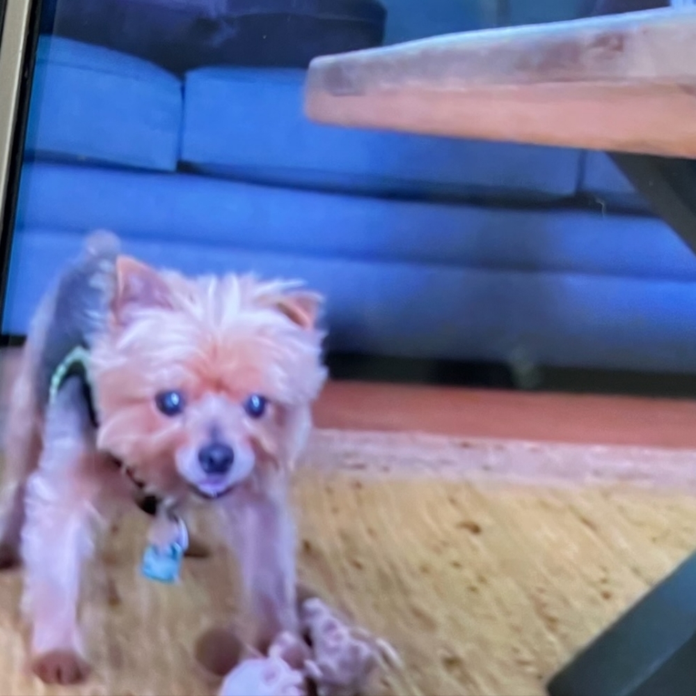 Meet your Posher, Shirley